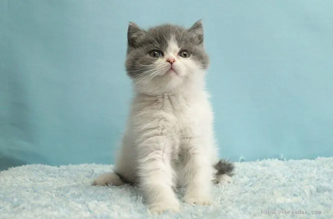 ID：2011-01259の子猫