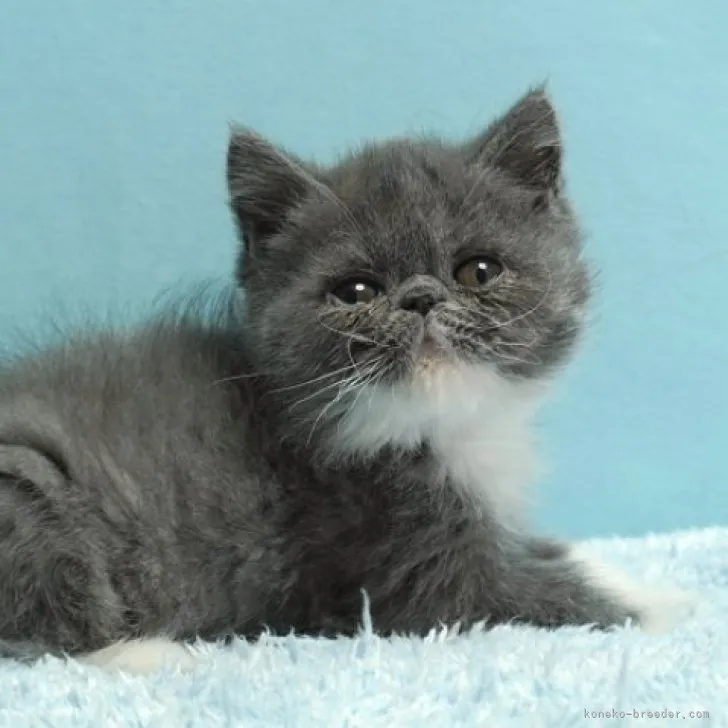 ID：2302-00645の子猫