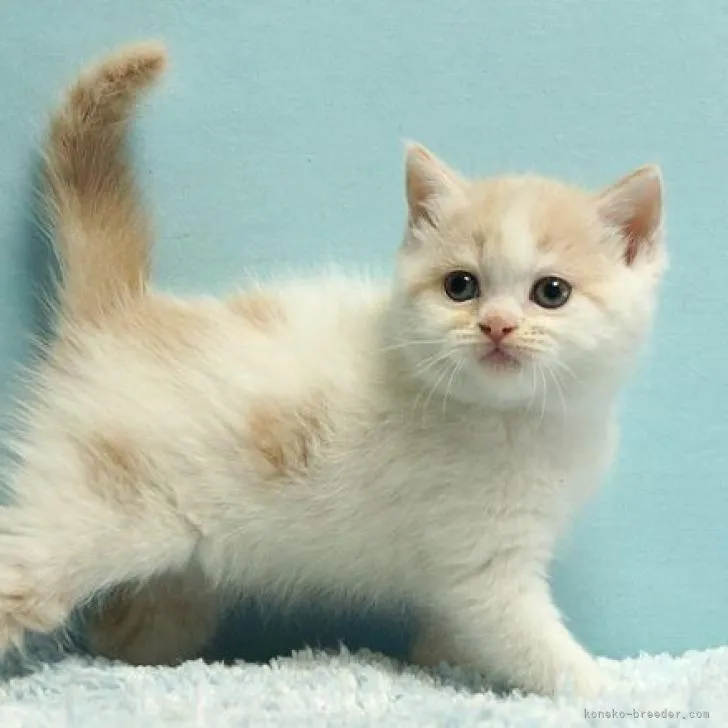 ID:2211-00718の子猫