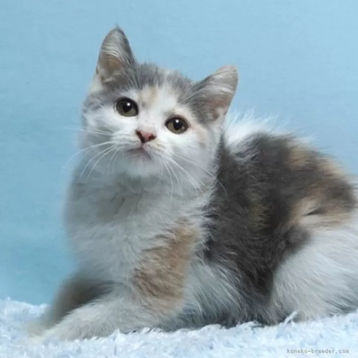 ID:2405-03765の子猫