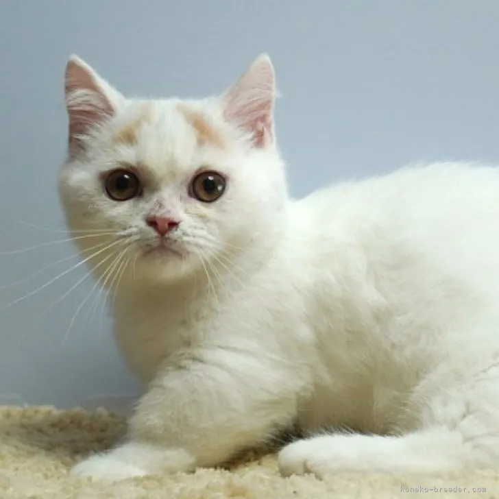 ID:2306-02428の子猫