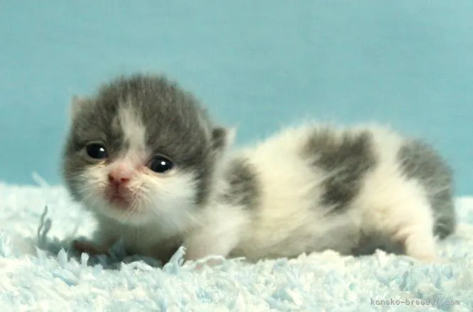 ID：2108-00578の子猫