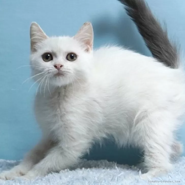 ID：2406-01592の子猫