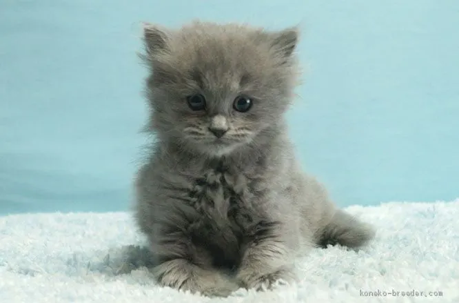 ID：2010-00976の子猫