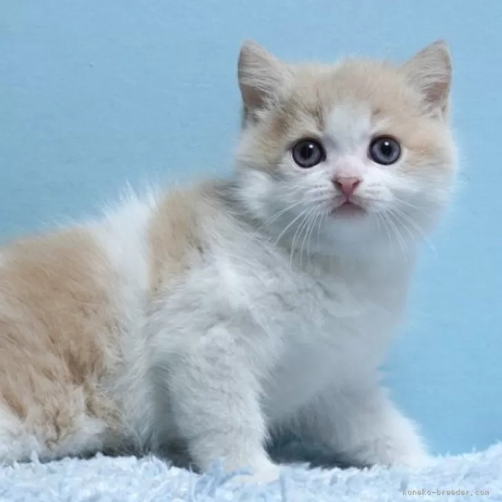 ID：2404-00371の子猫