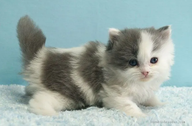 ID:2012-00717の子猫