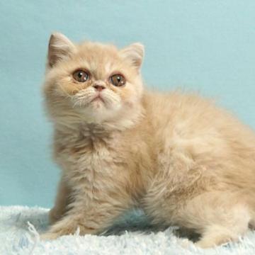 エキゾチックショートヘア【群馬県・女の子・2022年10月5日・クリーム】の写真「エキゾチックショートヘアの女の子」