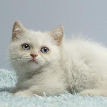 ミヌエット(短足)【群馬県・女の子・2022年5月16日・クリームポイント】の写真「値下げしました。早い者勝ち！」