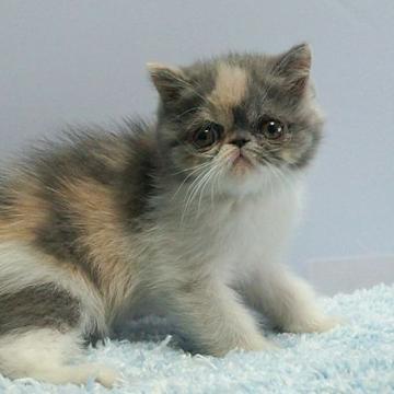 エキゾチックショートヘア【群馬県・女の子・2022年4月22日・ダイリュートキャリコ】の写真「エキゾチックショートヘアの女の子　値下げしました。」