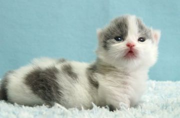 ミヌエット【群馬県・女の子・2021年10月18日・ブルー&ホワイト】の写真「短足ミヌエットの女の子　人気のブルー＆ホワイト」