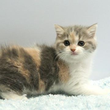 ミヌエット(長足)【群馬県・女の子・2022年7月15日・ダイリュートキャリコ】の写真「ダイリュートキャリコがお買い得価格。早い者勝ち‼」