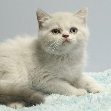 ミヌエット(長足)【群馬県・女の子・2022年6月27日・ブルーポイント】の写真「値下げしました。早い者勝ち！」