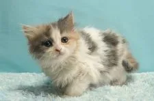 マンチカン(長足)【群馬県・女の子・2020年11月26日・ダイリュートキャリコ】の写真1