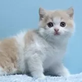 ミヌエット(長足)【群馬県・男の子・2024年3月13日・クリーム&ホワイト】の写真1