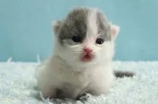 ミヌエット【群馬県・女の子・2021年10月18日・ブルー&ホワイト】の写真3