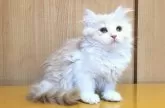 ミヌエット(長足)【群馬県・男の子・2023年11月26日・】の写真4