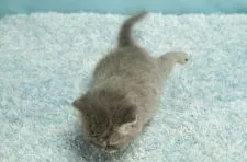 マンチカン(長足)【群馬県・女の子・2020年12月11日・ブルータビー】の写真4