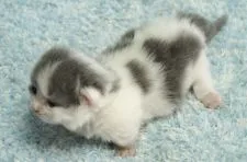 ミヌエット【群馬県・女の子・2021年10月18日・ブルー&ホワイト】の写真4