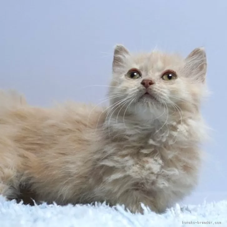 ID：2505-01102の子猫