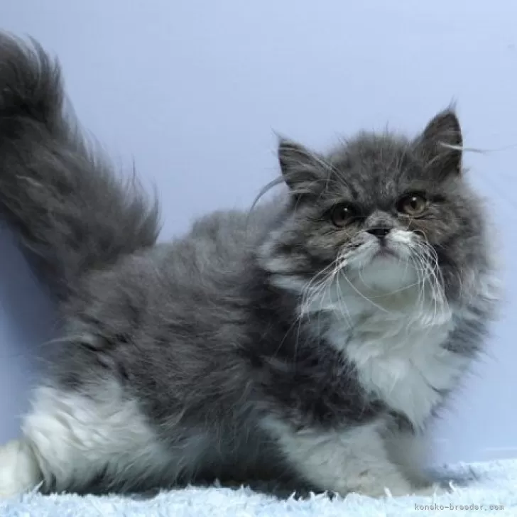 ID:2506-00763の子猫
