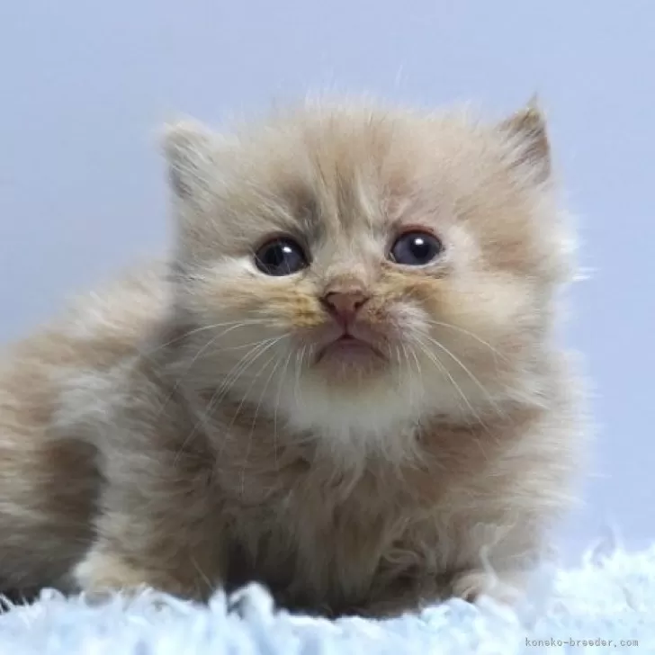 ミヌエット(長足)【群馬県・男の子・2025年9月23日・クリーム】の写真1