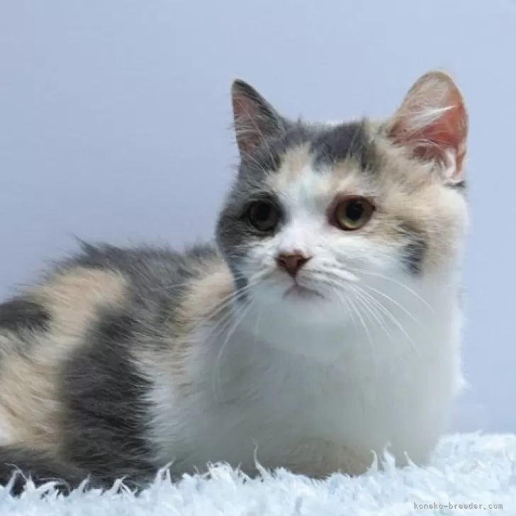 ID：2501-02606の子猫