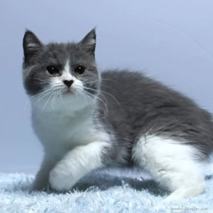 ID:2508-00014の子猫