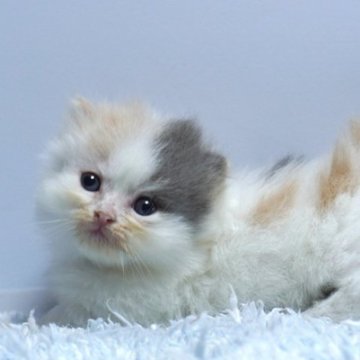 ミヌエット(短足)【群馬県・女の子・2025年9月23日・ダイリュートキャリコ】の写真「短足ミヌエットの女の子　希少ダイリュートキャリコ」