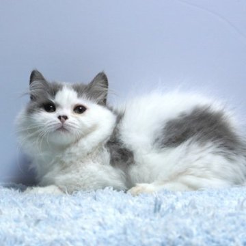 ミヌエット(短足)【群馬県・女の子・2025年6月27日・ブルー&ホワイト】の写真「短足ミヌエットの女の子　人気のブルー＆ホワイト」