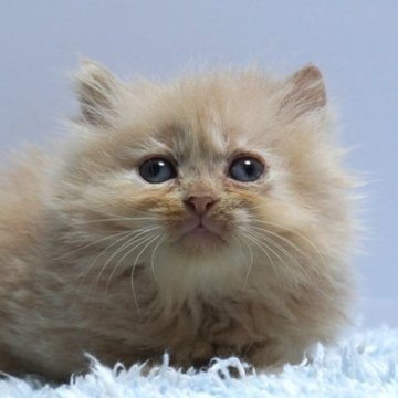 ミヌエット(長足)【群馬県・男の子・2025年9月23日・クリーム】の写真「普通足ミヌエットの男の子　癒し系カラーのクリーム」