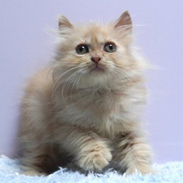 ミヌエット(長足)【群馬県・男の子・2025年9月23日・クリーム】の写真「普通足ミヌエットの男の子　癒し系カラーのクリーム」