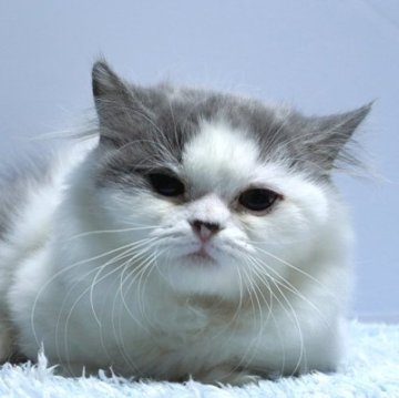 ミヌエット(短足)【群馬県・女の子・2025年6月27日・ブルー&ホワイト】の写真「短足ミヌエットの女の子　人気のブルー＆ホワイト」