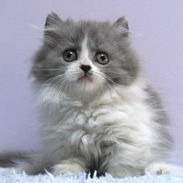 ミヌエット(短足)【群馬県・男の子・2025年9月23日・ブルー&ホワイト】の写真「短足ミヌエットの男の子　人気のブルー＆ホワイト」