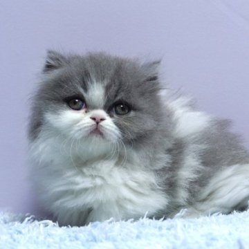 ミヌエット(短足)【群馬県・女の子・2025年10月15日・ブルー&ホワイト】の写真「短足ミヌエットの女の子　人気のブルー＆ホワイト」