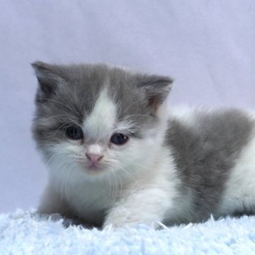 ミヌエット(短足)【群馬県・女の子・2025年10月16日・ブルー&ホワイト】の写真「短足ミヌエットの女の子　人気のブルー＆ホワイト」