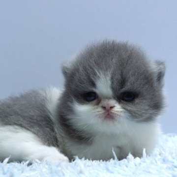 ミヌエット(短足)【群馬県・女の子・2025年10月15日・ブルー&ホワイト】の写真「短足ミヌエットの女の子　人気のブルー＆ホワイト」