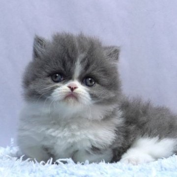 ミヌエット(短足)【群馬県・男の子・2025年10月15日・ブルー&ホワイト】の写真「短足ミヌエットの男の子　人気のブルー＆ホワイト」