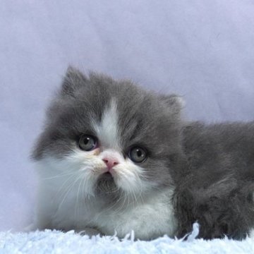 ミヌエット(短足)【群馬県・男の子・2025年10月15日・ブルー&ホワイト】の写真「短足ミヌエットの男の子　人気のブルー＆ホワイト」