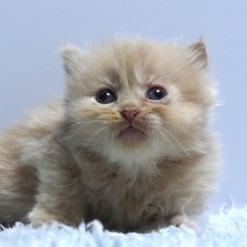 ミヌエット(長足)【群馬県・男の子・2025年9月23日・クリーム】の写真「普通足ミヌエットの男の子　癒し系カラーのクリーム」