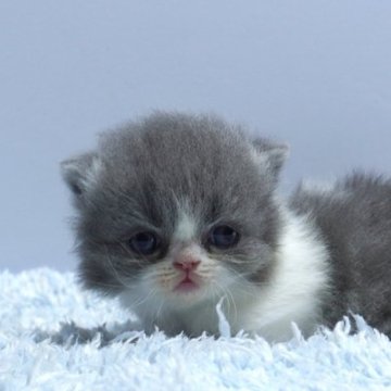 ミヌエット(短足)【群馬県・女の子・2025年10月15日・ブルー&ホワイト】の写真「短足ミヌエットの女の子　人気のブルー＆ホワイト」