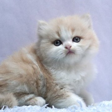 ミヌエット(長足)【群馬県・男の子・2025年10月15日・クリーム&ホワイト】の写真「普通足ミヌエットの男の子　癒し系クリーム＆ホワイト」