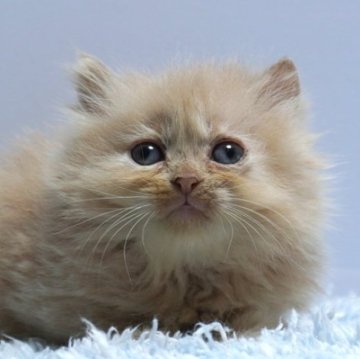 ミヌエット(長足)【群馬県・男の子・2025年9月23日・クリーム】の写真「普通足ミヌエットの男の子　癒し系カラーのクリーム」