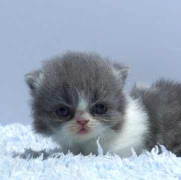 ミヌエット(短足)【群馬県・女の子・2025年10月15日・ブルー&ホワイト】の写真「短足ミヌエットの女の子　人気のブルー＆ホワイト」