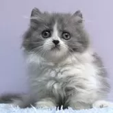 ミヌエット(短足)