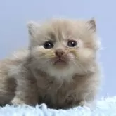 ミヌエット(長足)