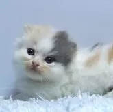 ミヌエット(短足)