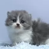 ミヌエット(短足)