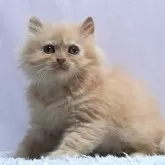 ミヌエット(長足)