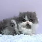 ミヌエット(短足)