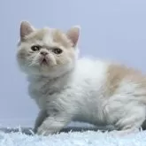 エキゾチックショートヘア